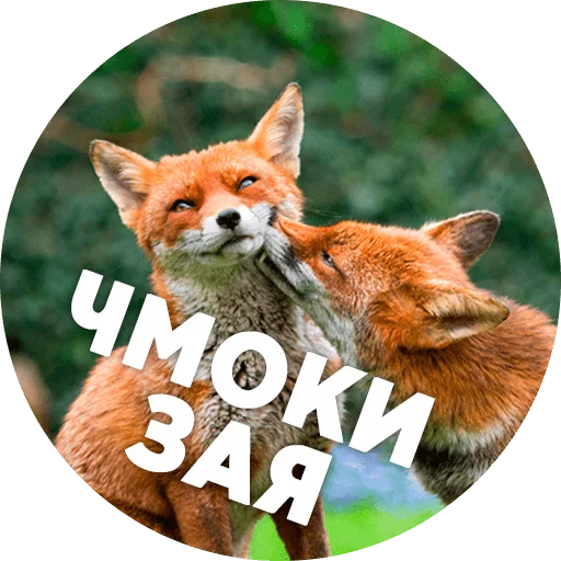 animal mammal fox