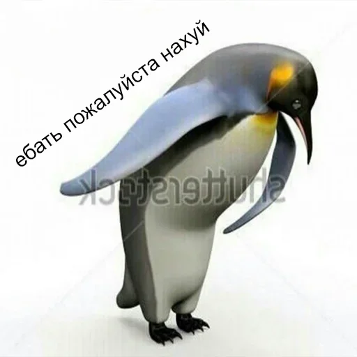 animal aquatic bird bird