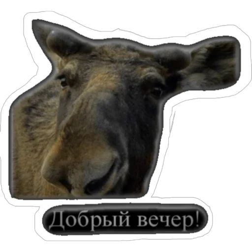 Стикер wsxcft - 1