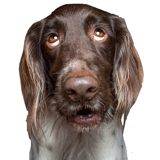 животное порода собак млекопитающее