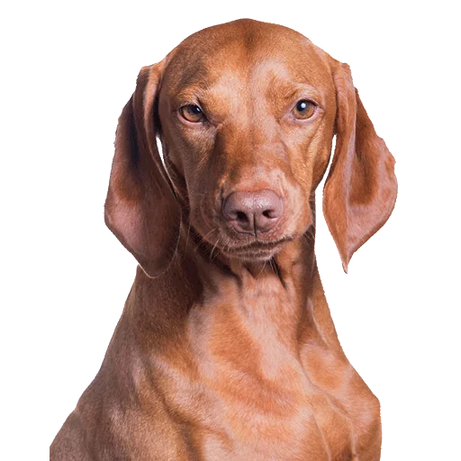 порода собак животное печень