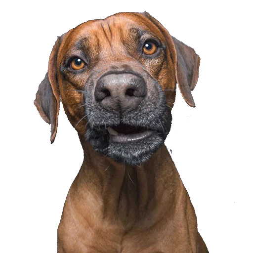 животное порода собак собака