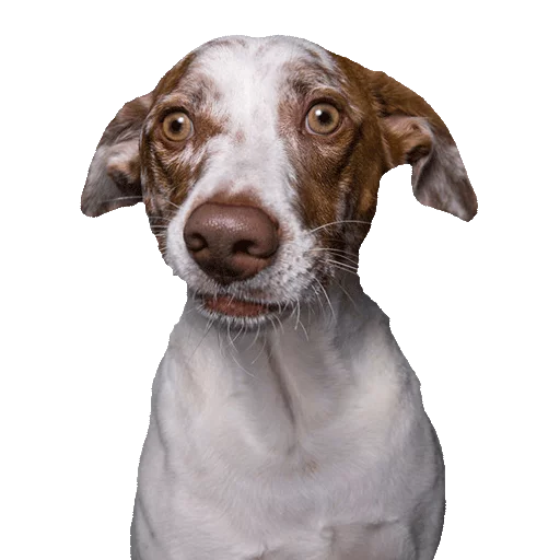 порода собак животное млекопитающее