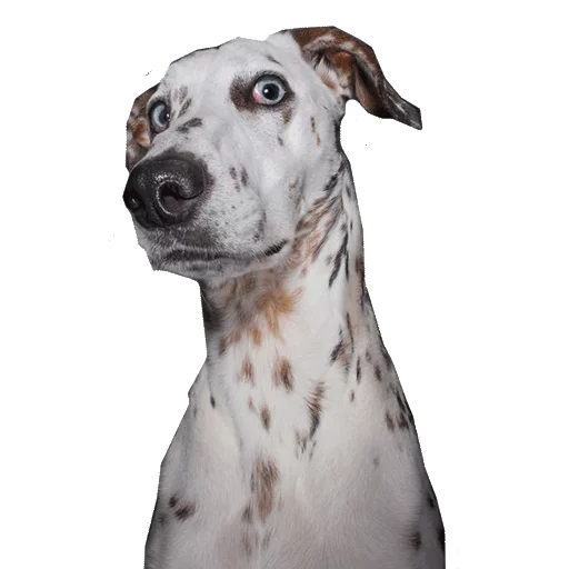 животное млекопитающее собака