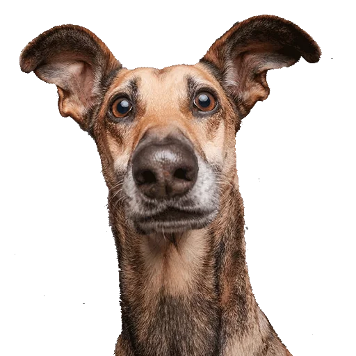 животное млекопитающее порода собак