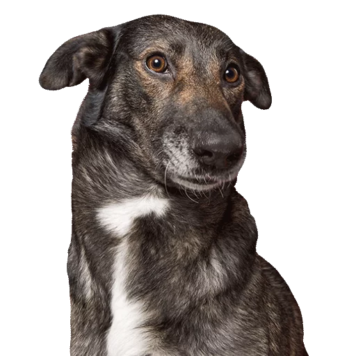 животное млекопитающее порода собак