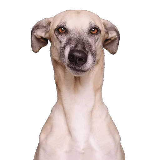 порода собак животное рыло