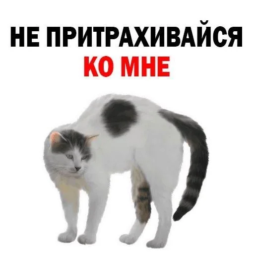 domestic cat cat small to medium-sized cats