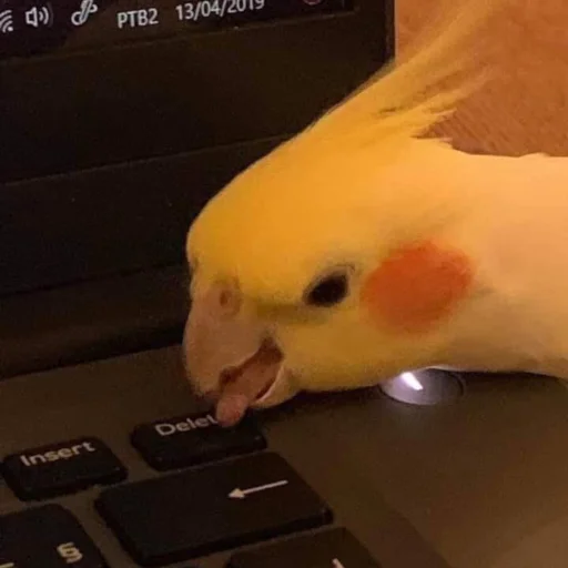 No escape - @sandu - 