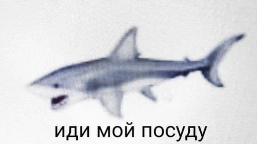 животное рыба акула