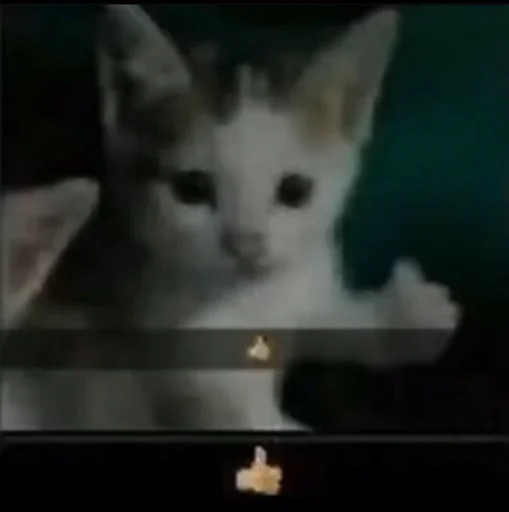 mammal animal small to medium-sized cats