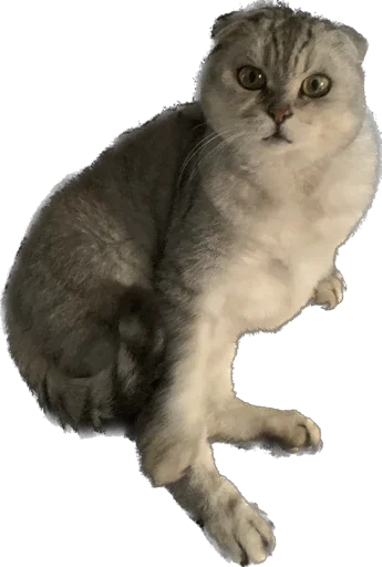 Sticker шмоня • @sticbot - 8