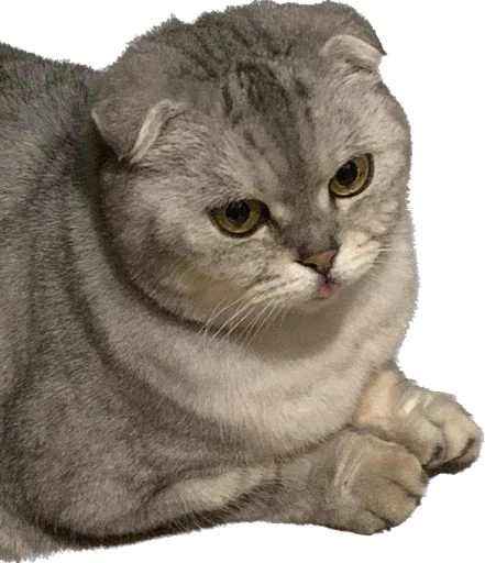 Sticker шмоня • @sticbot - 7