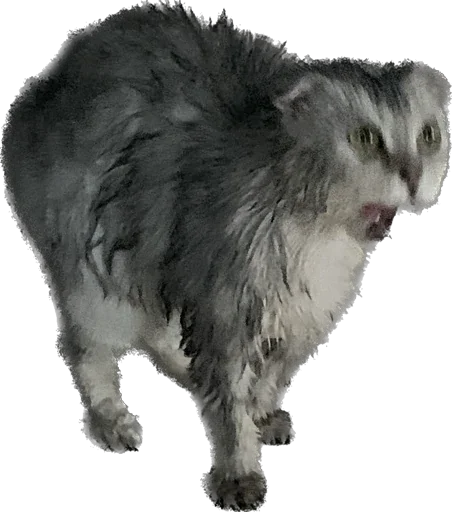 Sticker шмоня • @sticbot - 6