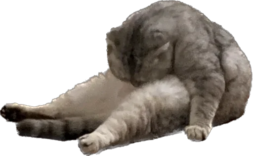 Sticker шмоня • @sticbot - 0