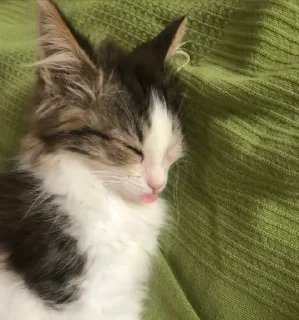 Sticker Стикеры@TgStickerRobot - 11