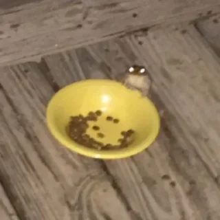 Sticker Not my animal by @stqrapp - 3