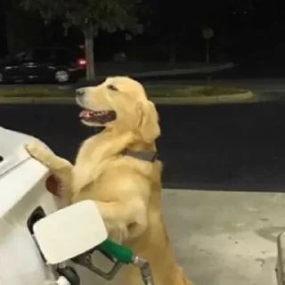 Sticker Not my animal by @stqrapp - 9