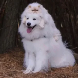 Sticker Not my animal by @stqrapp - 8