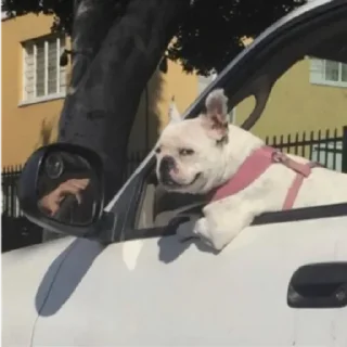 Sticker Not my animal by @stqrapp - 6