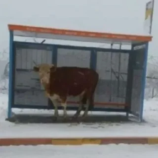 Sticker Not my animal by @stqrapp - 7