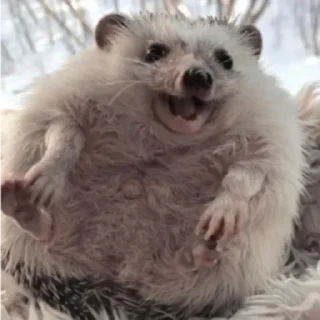 Sticker Not my animal by @stqrapp - 2