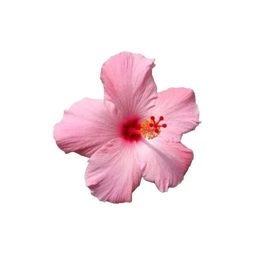 Sticker xFlofpt_by_achestickbot - 1