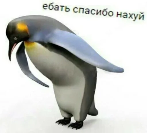 animal aquatic bird bird