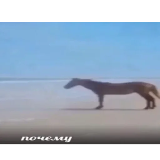 млекопитающее животное лошадь