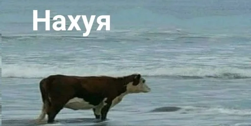 млекопитающее скот животное