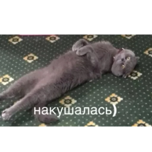 Стикер xauNpeOHmPQH_by_stqr_bot - 1