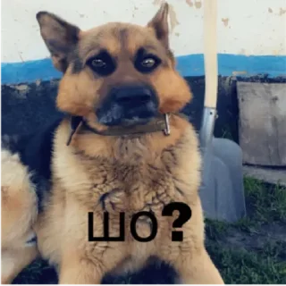 Стикер чік by @stqrapp - 1