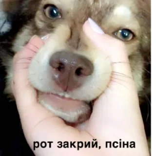 Стикер чік by @stqrapp - 5