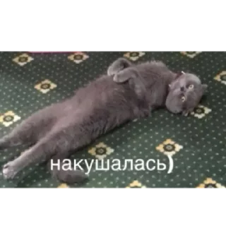 Стикер чік by @stqrapp - 2