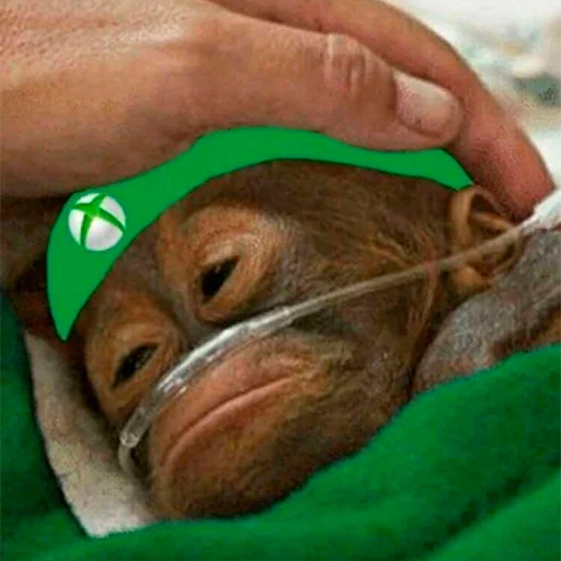 dog breed pet holding