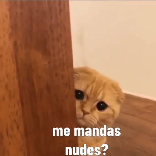 small to medium-sized cats animal cat