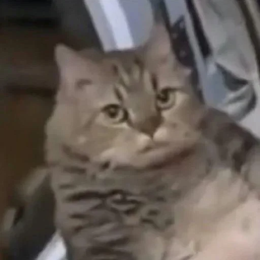 Sticker xfuPmID_by_achestickbot - 1