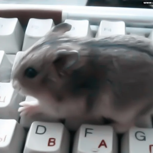 :; 𝗁𝖺𝗆𝗌𝗍𝖾𝗋𝗌 @xiroe - 