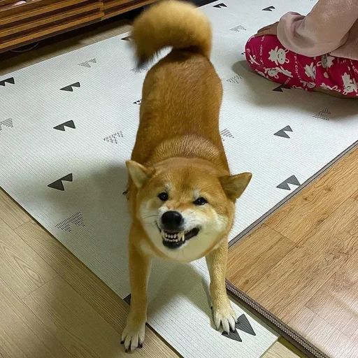 Sticker xlebsasha - 1