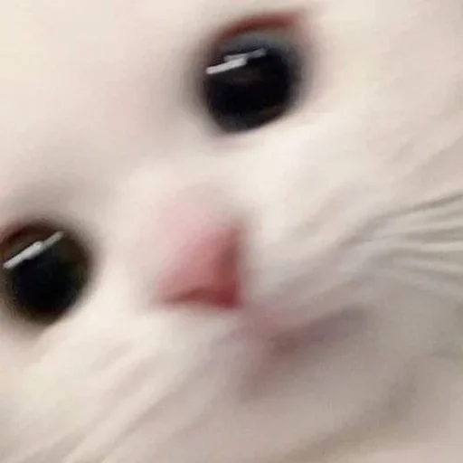 Стикер xmIMeXqmPZ_by_WmojiBot - 1