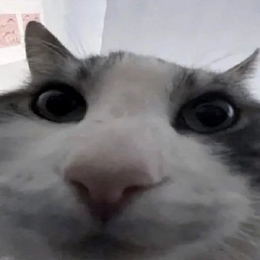 Стикеры тут 👉 @Femoji - 