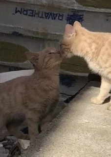 Sticker Стикеры тут 👉 @Femoji - 3