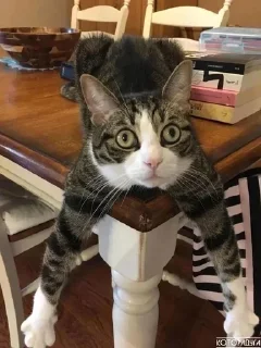 Sticker Стикеры тут 👉 @Femoji - 0