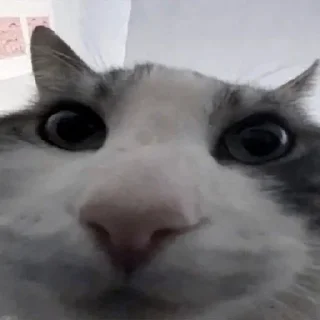 Sticker Стикеры тут 👉 @Femoji - 2