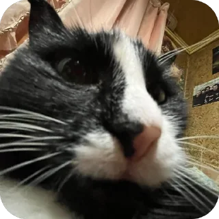 Sticker xnzmlsКакСмыслЖизни2 - 7