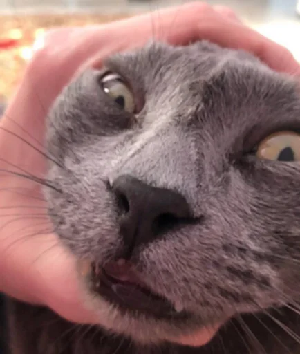 Стикер xochymashiny - 1