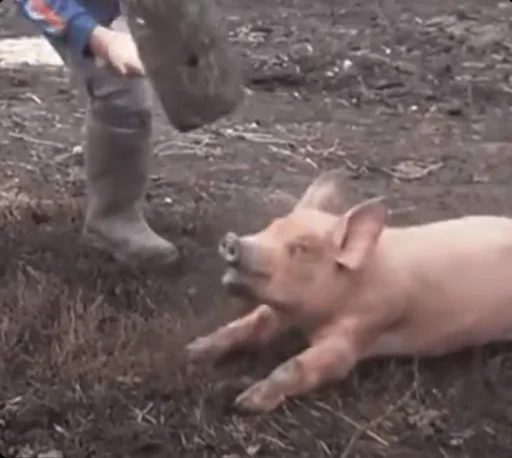 Sticker ВАС ЕБУТ t.me/Cocatb_xoxJlbl_2 - 7