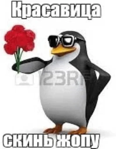 text penguin aquatic bird