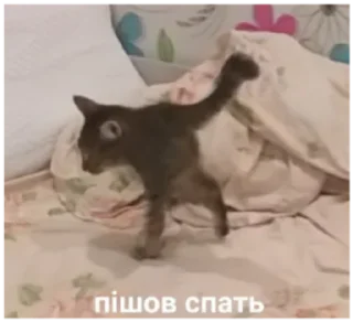 Sticker @xoxosteysh - 1