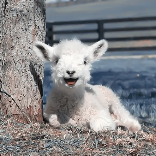 Стикер :; козлята и овечки @xiroe - 9